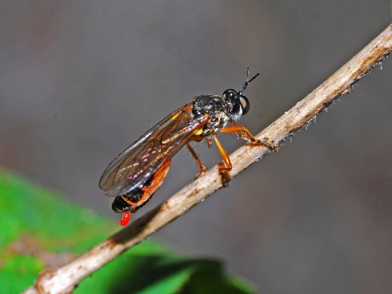 Dittero con acaro:  Dioctria sp. (Asilidae)